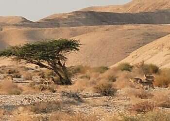 להקת זאבים באזור עין יהב