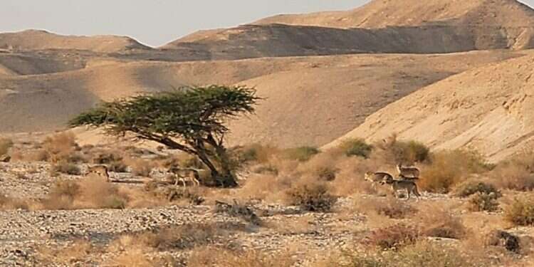 להקת זאבים באזור עין יהב. צילום: ג׳מיל אטרש - רשות הטבע והגנים להקת זאבים באזור עין יהב