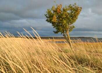 רוחות מזרחיות חזקות ויובש. בסוף השבוע – הגשם חוזר: תחזית מזג האוויר