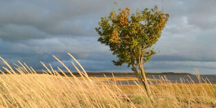 רוחות מזרחיות חזקות ויובש. בסוף השבוע – הגשם חוזר: תחזית מזג האוויר