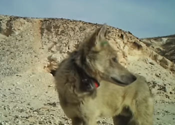 תצפית נדירה: להקה של 12 זאבים אותרה בערבה