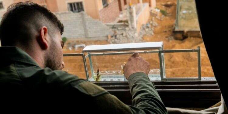 סיור בתוככי שג'אעיה: "אין בית שאין בו או נשק או מחבלים"