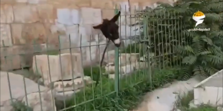 צילום מסך מתוך הסרטון. צילום מסך, רשתות ערביות, על פי סעיף 27 א' לחוק הגנת זכויות יוצרים