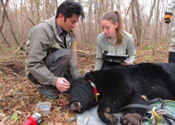 דוב ביפן, לאחר שנלכד