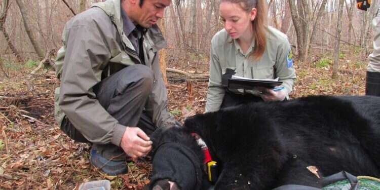דוב ביפן, לאחר שנלכד. צילום: AFP דוב ביפן, לאחר שנלכד