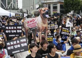 הפגנה נגד תעשיית בשר הכלבים בדרום קוריאה