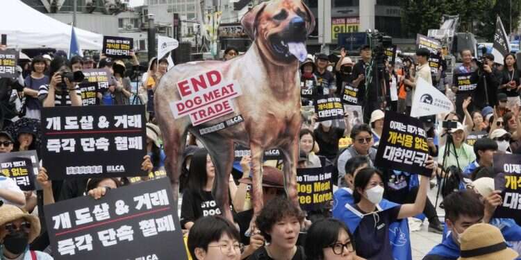 הפגנה נגד תעשיית בשר הכלבים בדרום קוריאה. צילום: AP הפגנה נגד תעשיית בשר הכלבים בדרום קוריאה