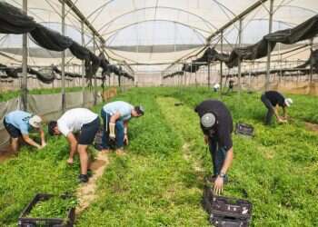 מתנדבים בחקלאות במושב יתד צילום: נעמה גרינבאום