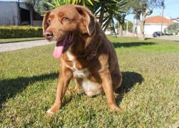 בובי הכלב, שזכה לכאורה בתואר שיא גינס ככלב הזקן ביותר