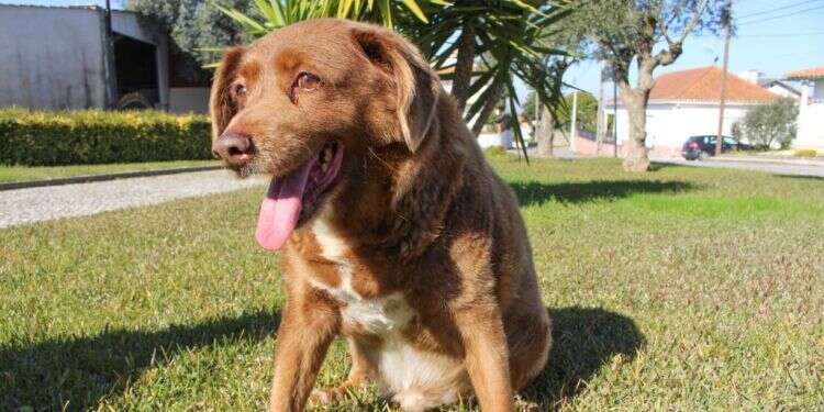 בובי הכלב, שזכה לכאורה בתואר שיא גינס ככלב הזקן ביותר