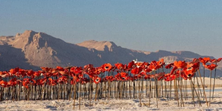 כלניות מקרמיקה מוצבות בים המלח - חלק מפרויקט  מתוך הכאב: התגובה של עולם האמנות לשבעה באוקטובר