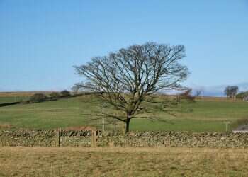 יובש יבש עץ חורף מזג אוויר ירוק