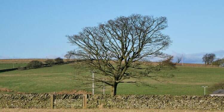 יובש יבש עץ חורף מזג אוויר ירוק