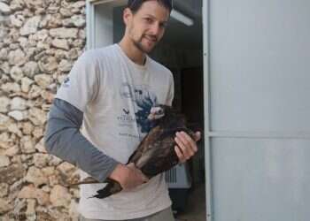 מחקר ישראלי חדש: כיצד ציפורים המושבות לטבע מתגברות על קשיים