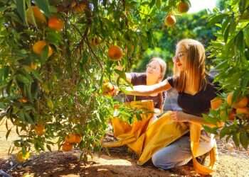 "הגדרנו את המצב הקשה דווקה כהזדמנות". תלמידות אורט יובלי אריאל בהתנדבות חקלאית. צילום: אנה, יח"צ אורט