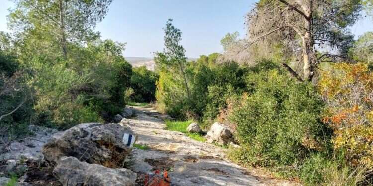 סימון השביל. צילום: איציק בן דב, החברה להגנת הטבע סימון השביל. צילום: איציק בן דב, החברה להגנת הטבע