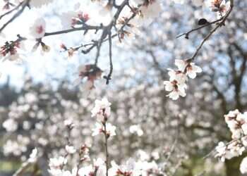 צילום: אסנת כרמל