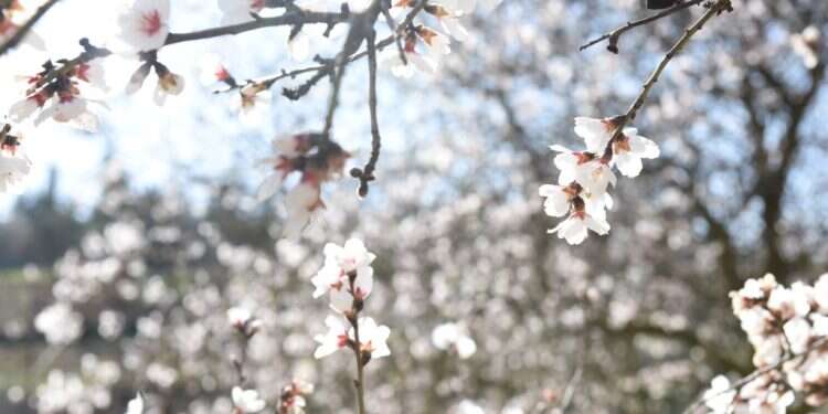 צילום: אסנת כרמל צילום: אסנת כרמל