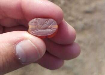 החרפושית בידיו של ארז אברהמוב. צילום: ארז אברהמוב. מטייל גילה קמע עתיק ונדיר מתקופת בית ראשון