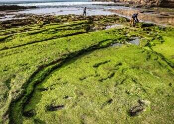 העקבות שהתגלו בחוף הים במרוקו. צילום: FADEL SENNA, AFP ארכיאולוגים גילו טביעות רגל אנושיות בנות 100 אלף שנה