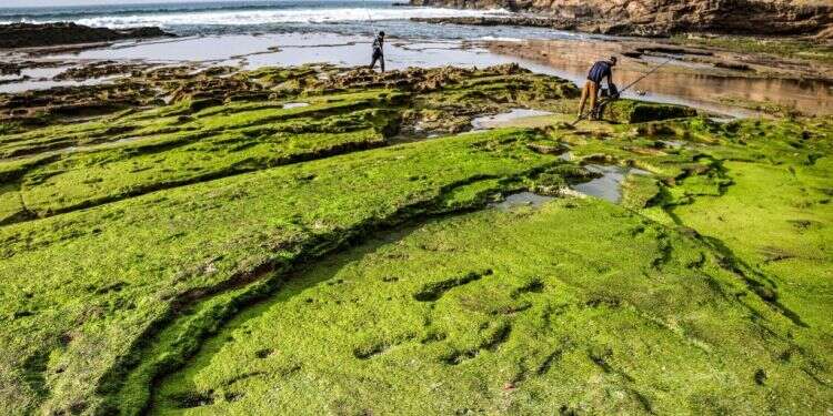 העקבות שהתגלו בחוף הים במרוקו. צילום: FADEL SENNA, AFP ארכיאולוגים גילו טביעות רגל אנושיות בנות 100 אלף שנה