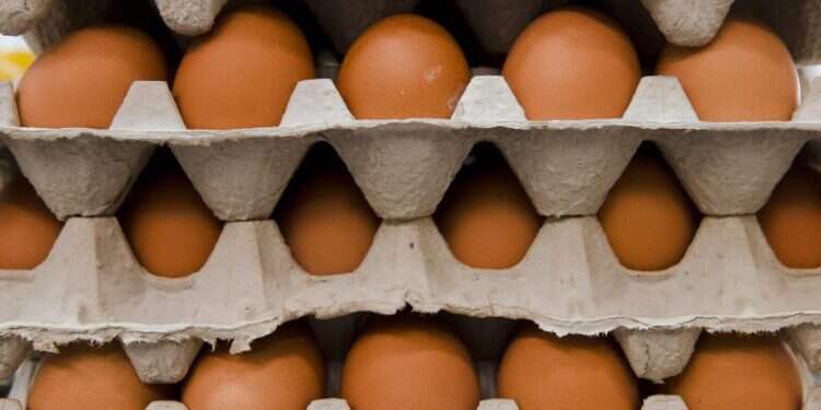 קרטוני ביצים. צילום: Matt Rourke, AP מומחים עונים: האם ההבדל בגודל הביצים בסופר באמת משנה