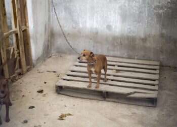 כלב שנמצא בצפון רצועת עזה