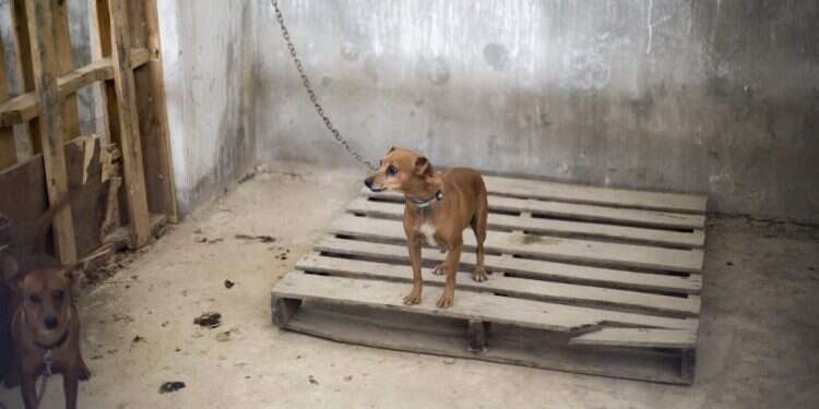 כלב שנמצא בצפון רצועת עזה. צילום: Aaed Tayeh - פלאש 90 כלב שנמצא בצפון רצועת עזה