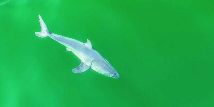 העמלץ הלבן הצעיר. צילום: קרלוס גאונה, מליבו ארטיסט נדיר: תמונות של כריש עמלץ לבן צעיר מסעירות את קהילת המחקר