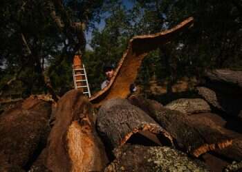 עמוק ביערות פורטוגל: נמצא תחליף טבעי לפלסטיק