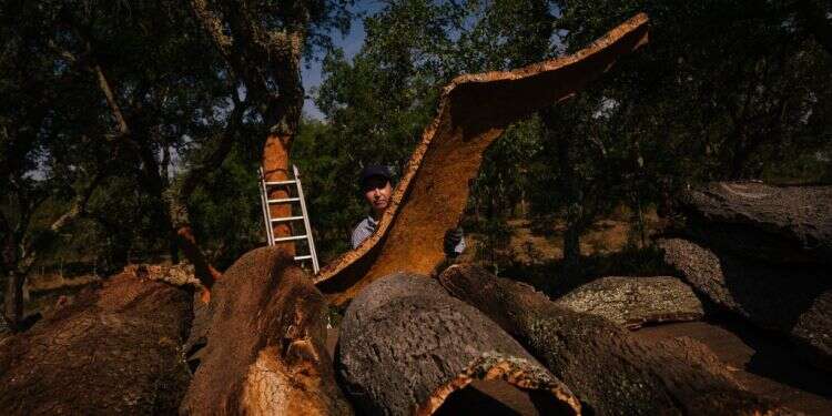עמוק ביערות פורטוגל: נמצא תחליף טבעי לפלסטיק