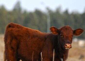 פרה אדומה: מתקרבים אל היעד