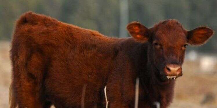 פרה אדומה: מתקרבים אל היעד