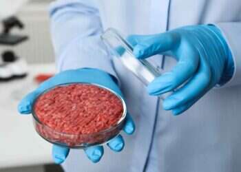 בשר מתורבת במעבדה. צילום: שאטרסטוק