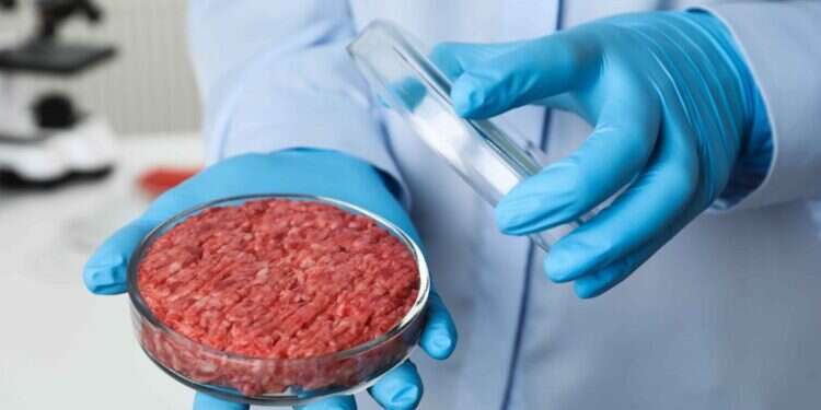 בשר מתורבת במעבדה. צילום: שאטרסטוק