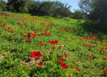 עדולם, מגידו וגבעת הרקפות: חמישה טיולי פריחה לחורף