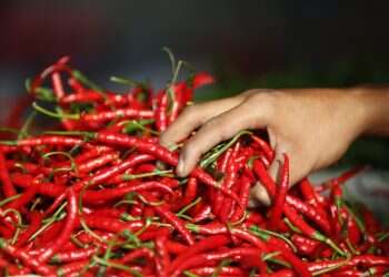 פלפל רפאים וקרולינה ריפרס: "העיירה החריפה ביותר ביפן" עומדת בציפיות