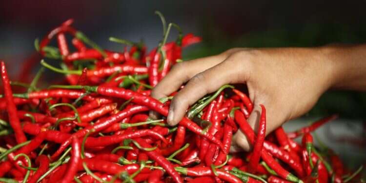 פלפל רפאים וקרולינה ריפרס: "העיירה החריפה ביותר ביפן" עומדת בציפיות