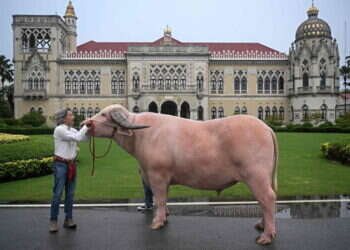 תאו דיפלומטי: ממשלת תאילנד שוקלת שימוש בבעלי חיים כדי לקדם "כוח רך"