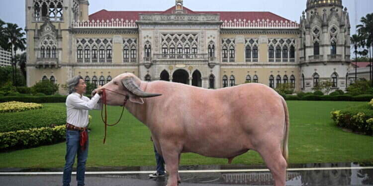 תאו דיפלומטי: ממשלת תאילנד שוקלת שימוש בבעלי חיים כדי לקדם "כוח רך"