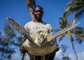 זנזיבר: 9 מתים ועשרות מאושפזים בעקבות אכילת צבי ים