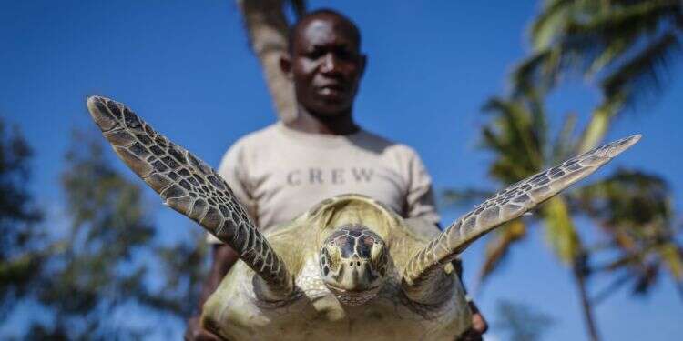 צילום: Brian Inganga, AP. למצולם אין קשר לכתבה זנזיבר: 9 מתים ועשרות מאושפזים בעקבות אכילת צבי ים