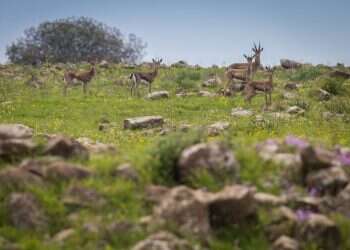 צבי, צבי ארץ ישראלי, צביים