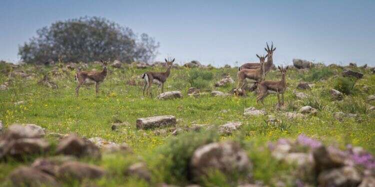 צבי, צבי ארץ ישראלי, צביים