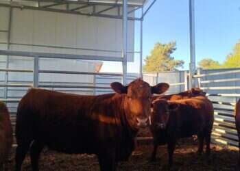 אימת חיזבאללה: פרות אדומות