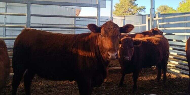 אימת חיזבאללה: פרות אדומות