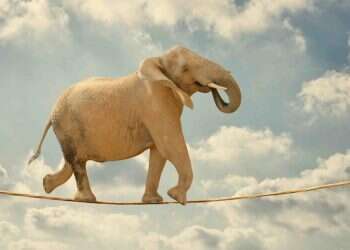 פיל. צילום: שאטרסטוק