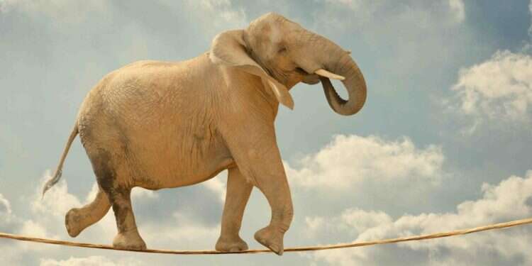 פיל. צילום: שאטרסטוק