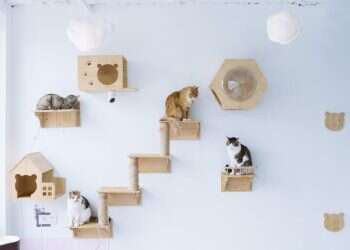 צילום: Yufan Lu - Washington Post