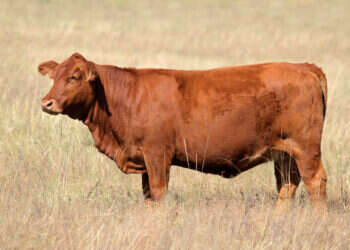 פרות פרה בקר מו